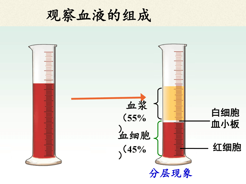 北师大版生物七年级下册 第9章 第1节 血液(6)（课件）（23张ppt）