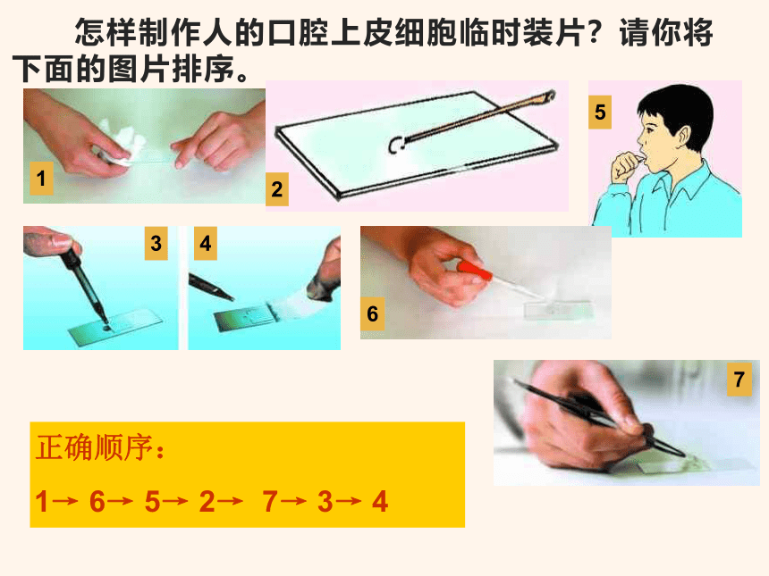 2.1.3 动物细胞  课件(共29张PPT)2022-2023学年人教版生物七年级上册