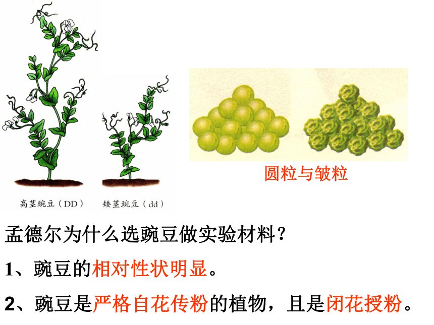 7.2.3基因的显性与隐性课件(共24张PPT) 人教版生物八年级下册