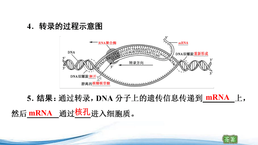 苏教版（2019）高中生物必修二 2.3第1课时DNA分子通过RNA指导蛋白质的合成 课件（57张ppt）