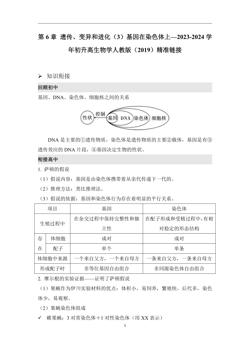 第6章 遗传、变异和进化（3）基因在染色体上学案（含解析）—2023-2024学年初升高生物学人教版（2019）精准链接