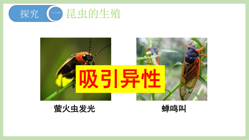4.2.1昆虫的生殖和发育 课件(共40张PPT)2022-2023学年济南版八年级生物上册