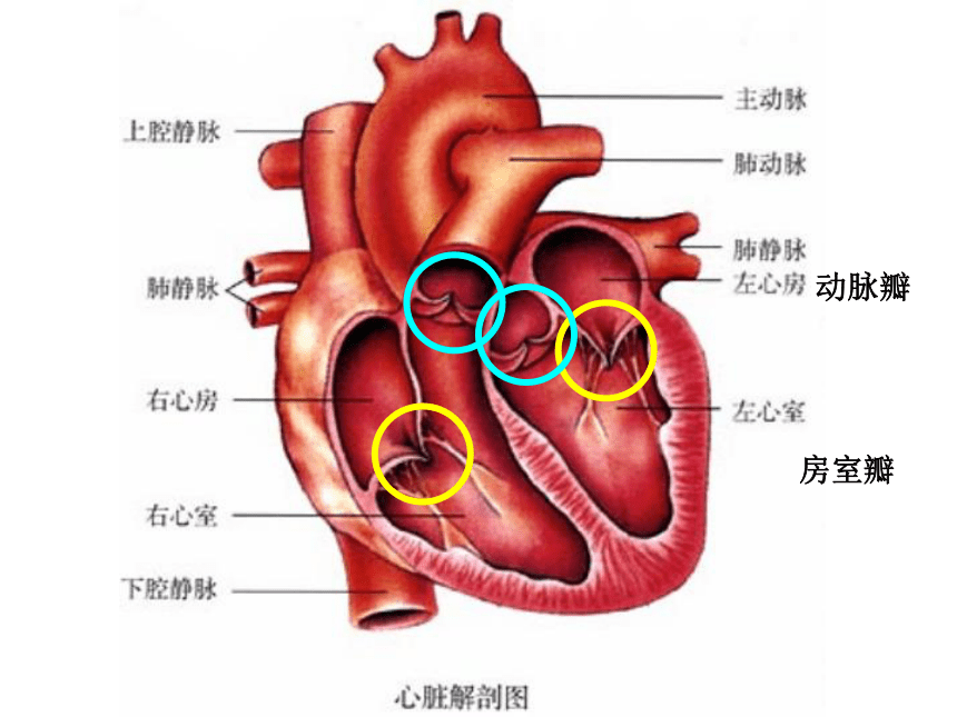 人教版生物七年级下册 4.4.3输送血液的泵——心脏 课件 （20张PPT）