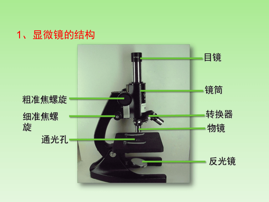 人教版七年级生物上册2.1《细胞是生命活动的基本单位》复习课件(共29张PPT)