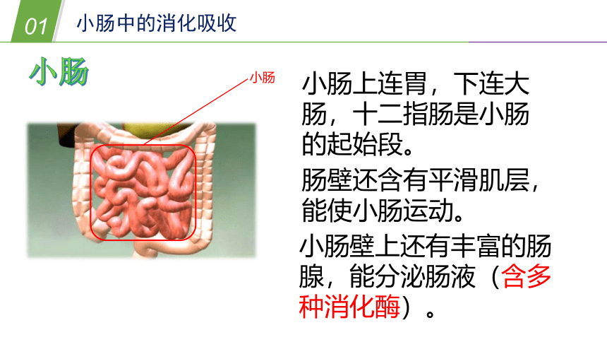 华师大版科学八年级上册 5.1食物的消化和吸收（3 肠道的消化和营养消化过程）（课件 25张PPT）