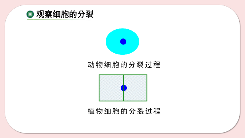 8.2 细胞的分裂和分化（第1课时）课件(共45张PPT)七年级下册生物（苏科版）