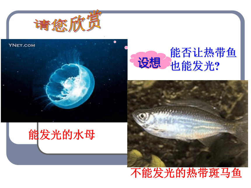 2020-2021学年高一下学期生物人教版必修二6.2基因工程及其应用课件(60张)