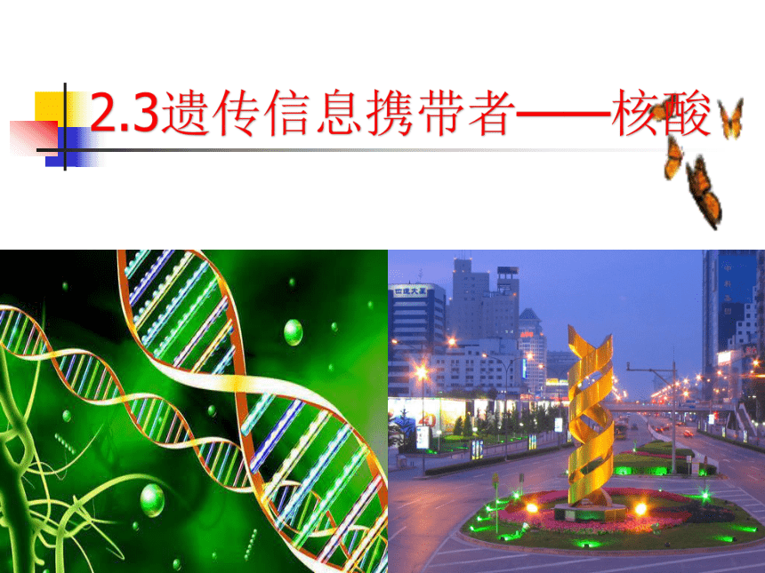 2021——2022学年高一上学期生物人教版必修1  2.3遗传信息携带者——核酸 课件（55张PPT）