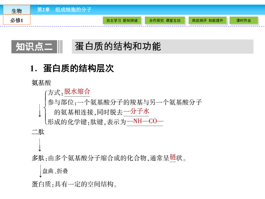 （人教版）高中生物必修一：2.2《生命活动的主要承担者——蛋白质》课件（共51 张PPT）