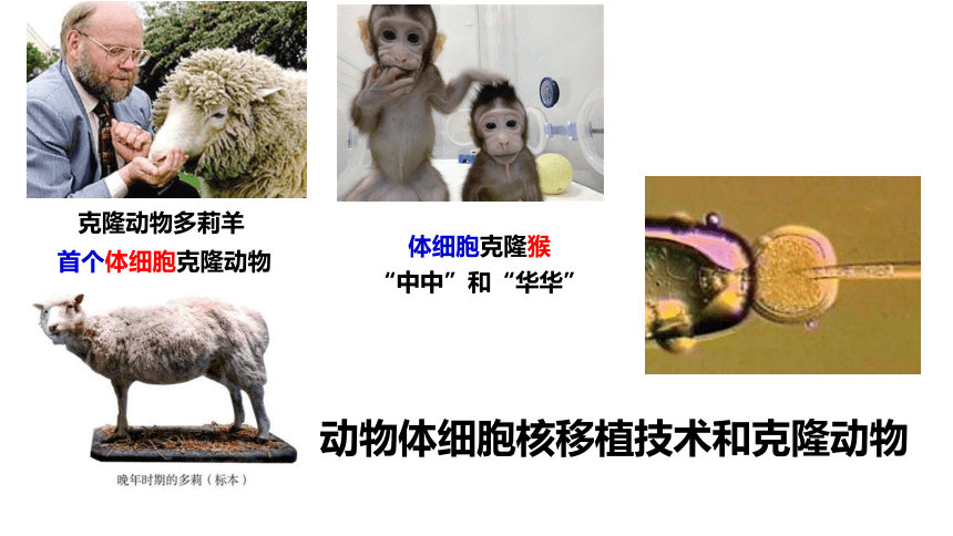 2.2.2动物体细胞核移植技术和克隆动物课件2021-2022学年高二下学期生物人教版选修3(共21张PPT)