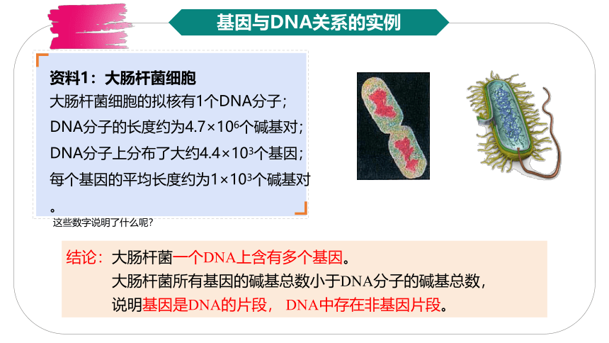 生物人教版（2019）必修2 3.4基因通常是有遗传效应的DNA片段（课件共18张ppt）