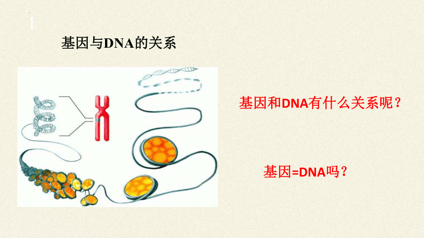 3.4基因通常是有遗传效应的DNA片段课件(共18张PPT)-人教版必修2