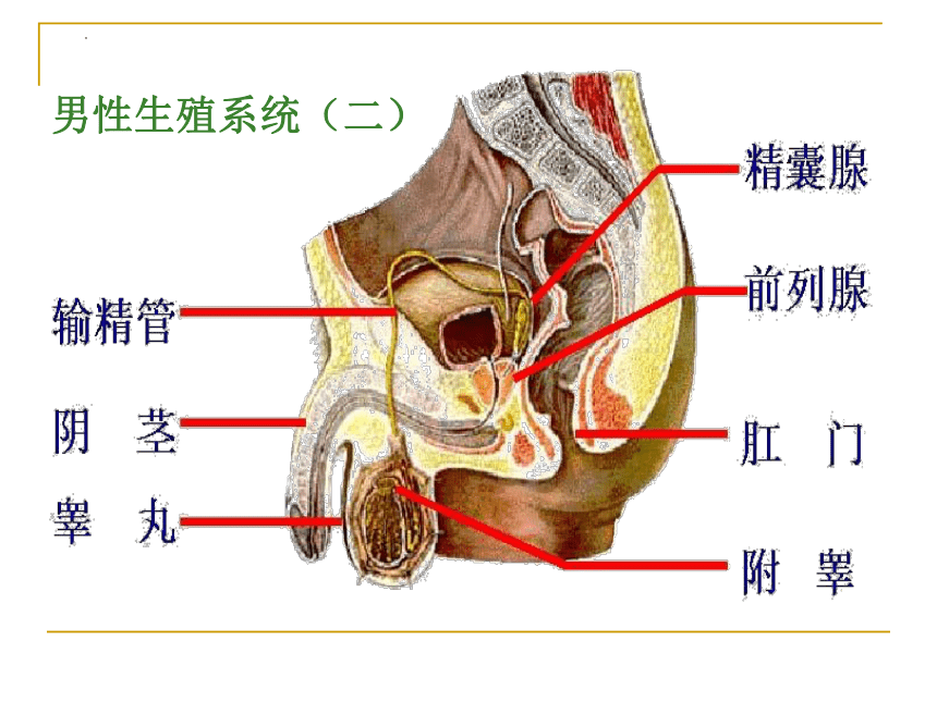 初中青春期性心理健康教育—男生篇课件（50张PPT）