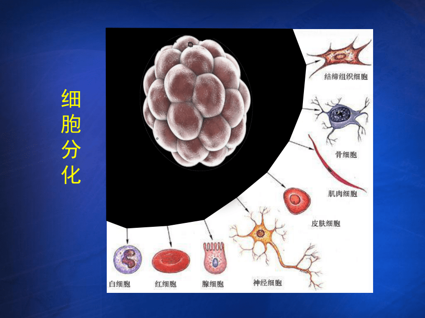 第一节 人的生殖和发育 课件（22张PPT）