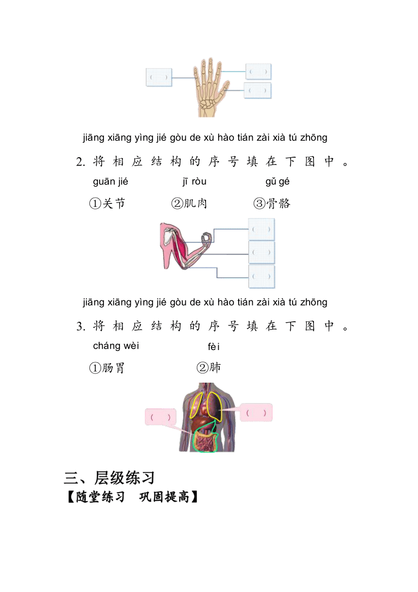 教科版（2017秋）科学 二年级下册 2.1 观察我们的身体 学案（含答案）