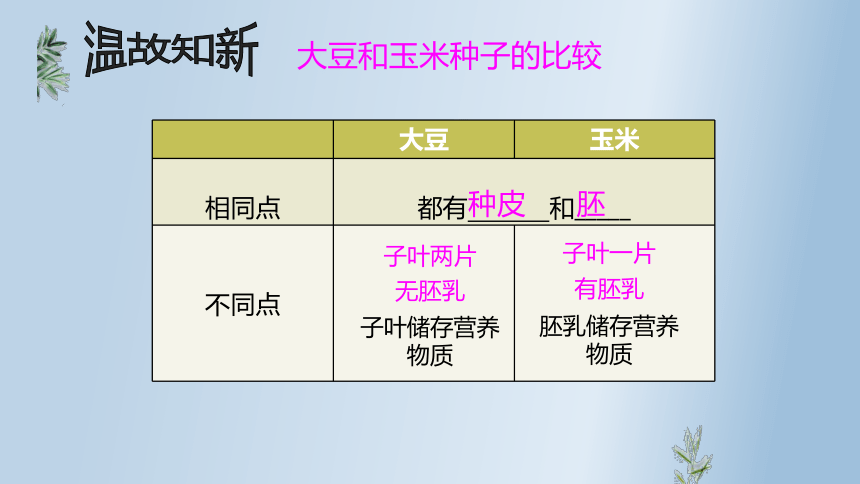 3.2.1种子的萌发课件(共36张PPT)