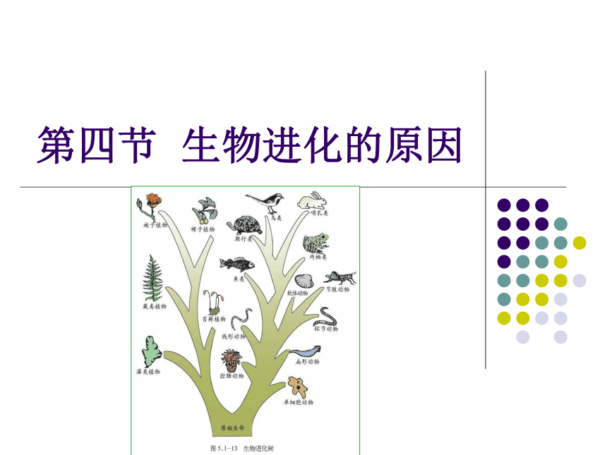 济南版 八年级下册生物  5.1.4生物进化的原因 课件（共15张PPT）