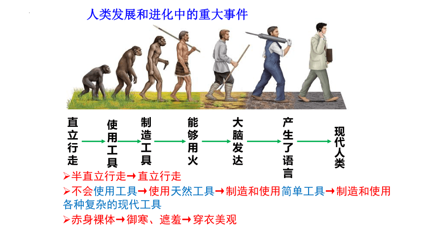 专题09 人的由来-2023年中考生物复习课件(共19张PPT)