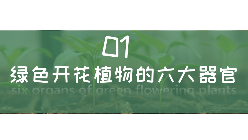 2.2.3植物体的结构层次课件(共27张PPT)2022-2023学年人教版七年级上册