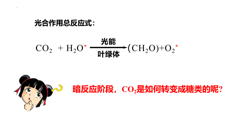 5.4光合作用与能量转化（第二课时）课件(共22张PPT)-人教版必修一