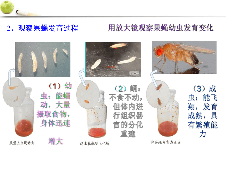 2021-2022学年济南版生物八年级上册第四单元第二章第一节昆虫的生殖和发育  课件(共23张PPT)