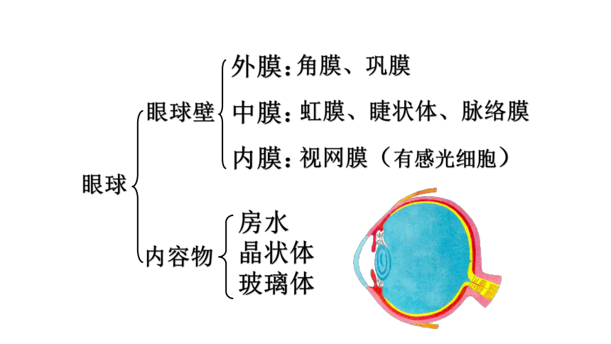 北师大版七年级下册第12章第2节 感受器和感觉器官 耳和听觉课件 （共15张PPT）