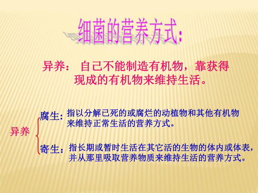 冀教版八上生物 5.1.1细菌 课件(共32张PPT)