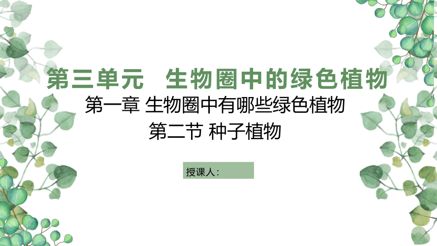 3.1.2种子植物  课件(共36张PPT)2022-2023学年人教版生物七年级上册