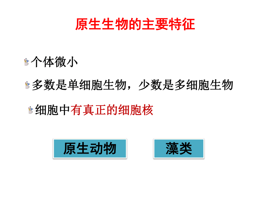 2020-2021学年北师大版八年级生物下册  7.22.2  原生生物的主要类群  课件（21张PPT）