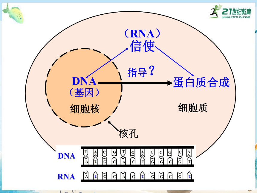 4.1 基因指导蛋白质的合成（共30张PPT）