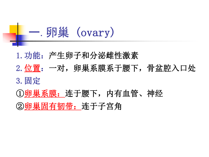 8 生殖系统-1  课件(共63张PPT) 《畜禽解剖生理学》同步教学（高教版）