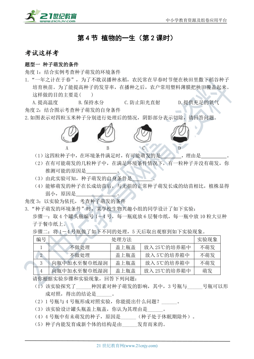 考试这样考--第4节 植物的一生（第2课时） 同步练习（含答案）