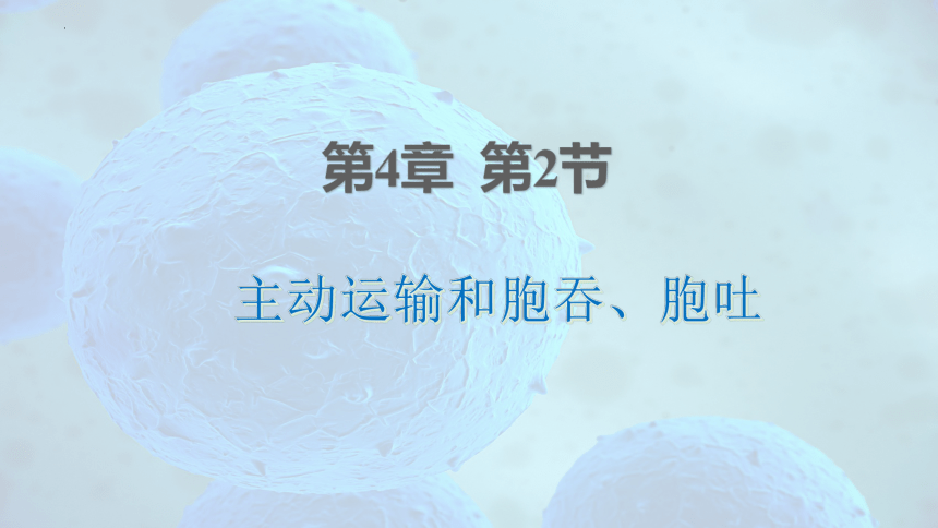 4.2 主动运输与胞吞、胞吐-高一生物课件（共29张PPT）（人教版2019必修1）