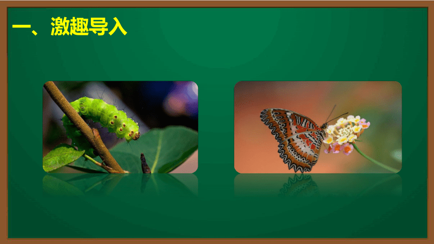 初中生物复习知识点精讲课件 53 昆虫的生殖和发育