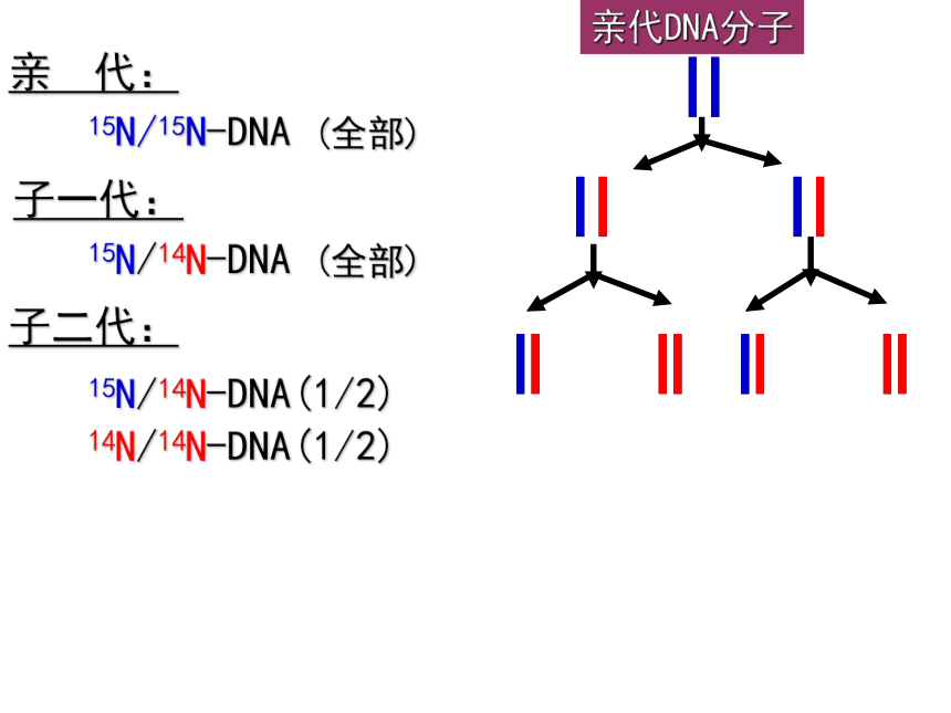 生物人教版（新课程标准） 必修2-3.3 DNA的复制  课件（45张PPT)