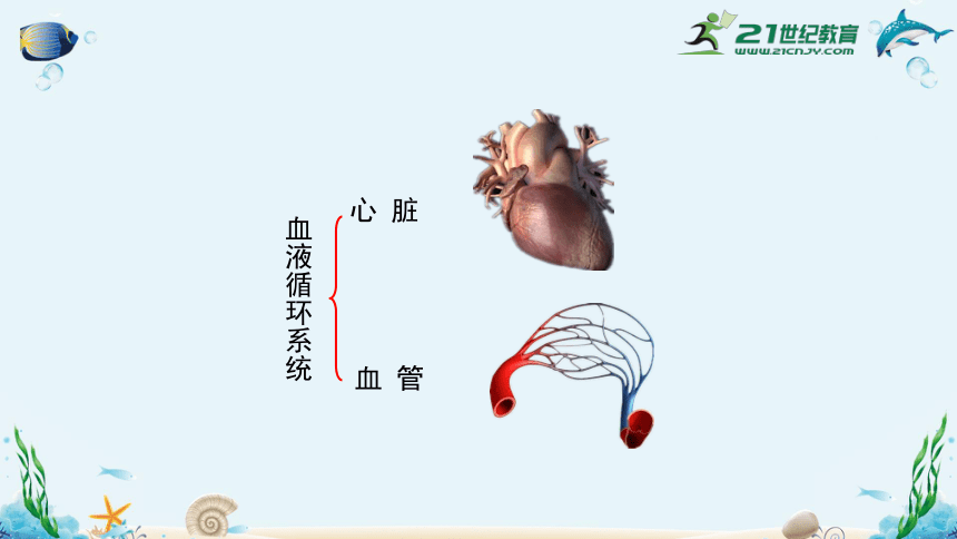 人教版七年级生物下册4.4.3输送血液的泵——心脏（共含33张）