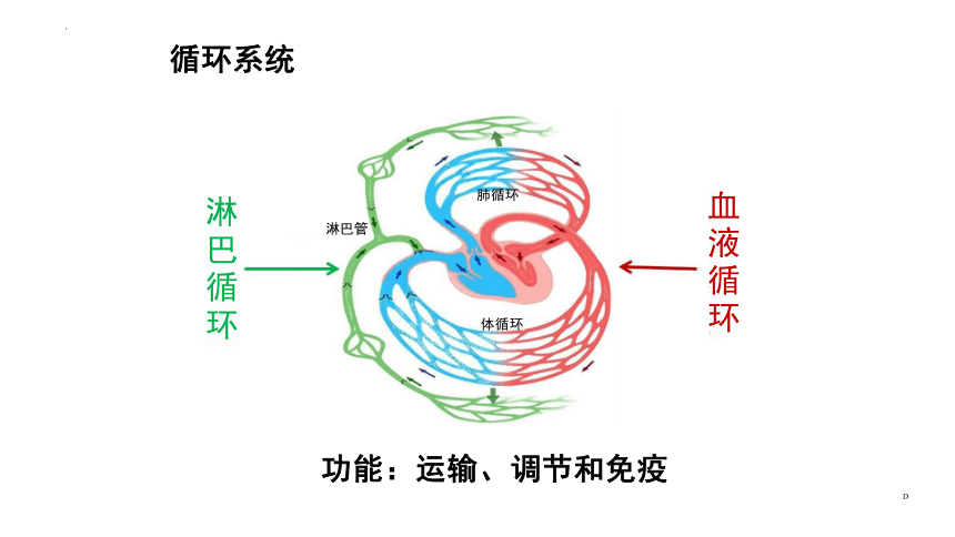 7.1.1心脏 课件(共23张PPT)《畜禽解剖生理（第四版）》同步教学(高教版)