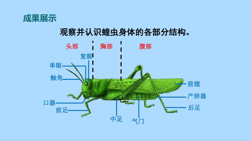 冀教版生物七年级上册1.4.5 节肢动物课件(共38张PPT)