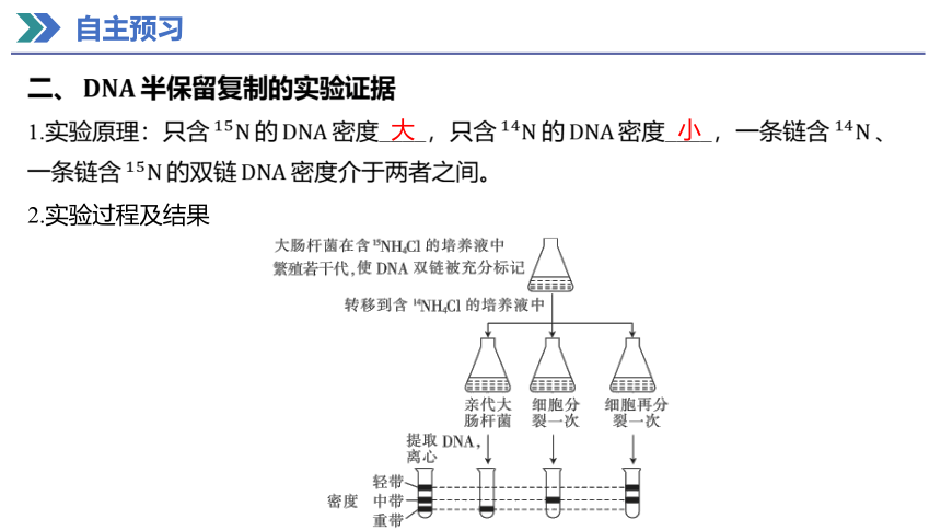 3.3 DNA的复制  课件(共31张PPT) 2023-2024学年高一生物人教版（2019）必修第二册