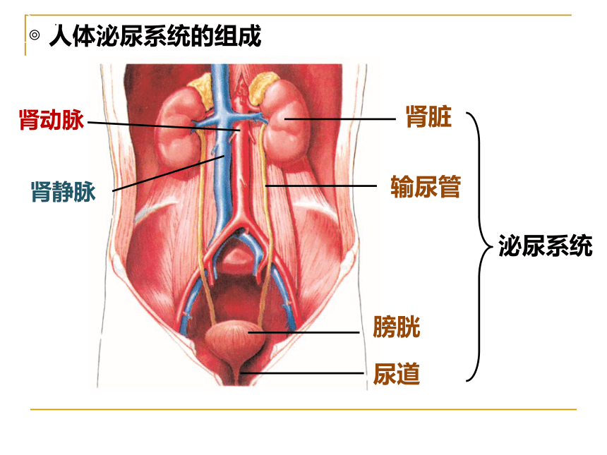 2021--2022学年北师大版生物七年级下册 11.2尿的形成与排出  课件（共35张PPT）