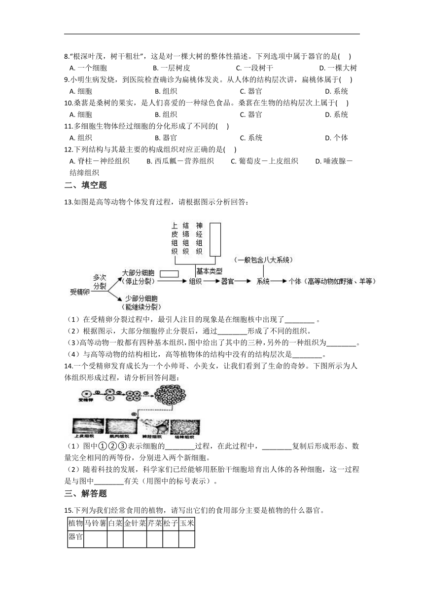 2.3 生物体的结构层次 同步练习（含解析）