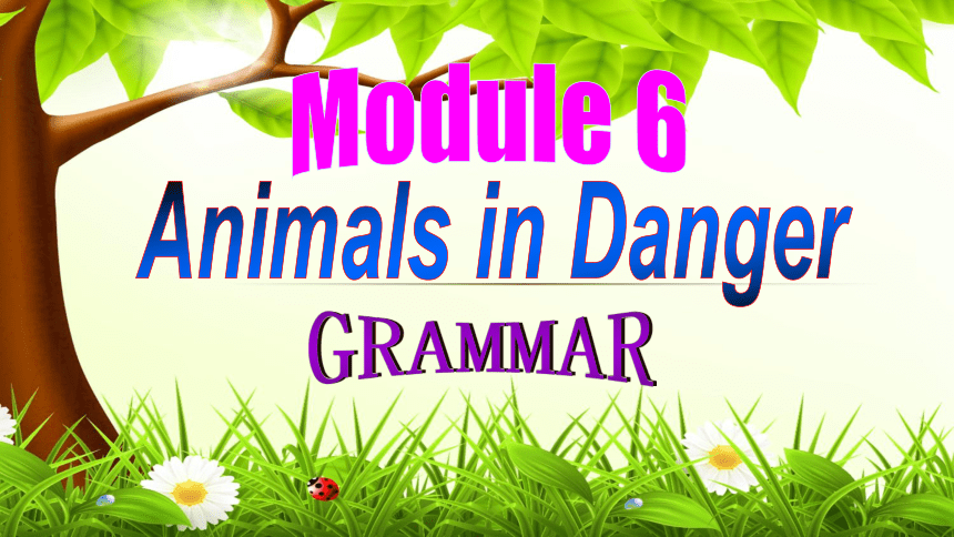 外研版必修5 Module6 Animals in Danger Grammar---Review of Attributive Clauses教学课件 (共29张PPT)