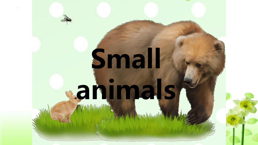 Unit 2 Small animals课件(共21张PPT)