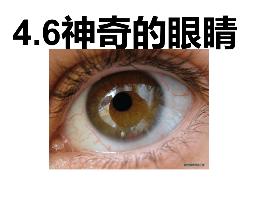 4.6神奇的眼睛课件 2022-2023学年教科版八年级上册物理（共35张PPT）