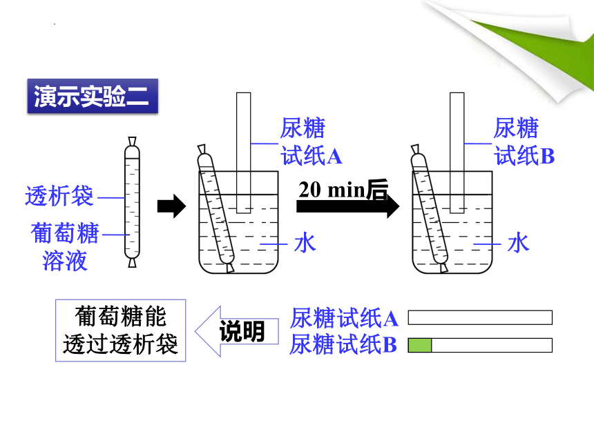 4.8.2 食物的消化和营养物质的吸收课件(共25张PPT)2022--2023学年北师大版生物七年级下册