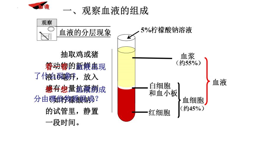 北师大版生物七年级下册 9.1.血液 （第1课时）课件(共24张PPT)