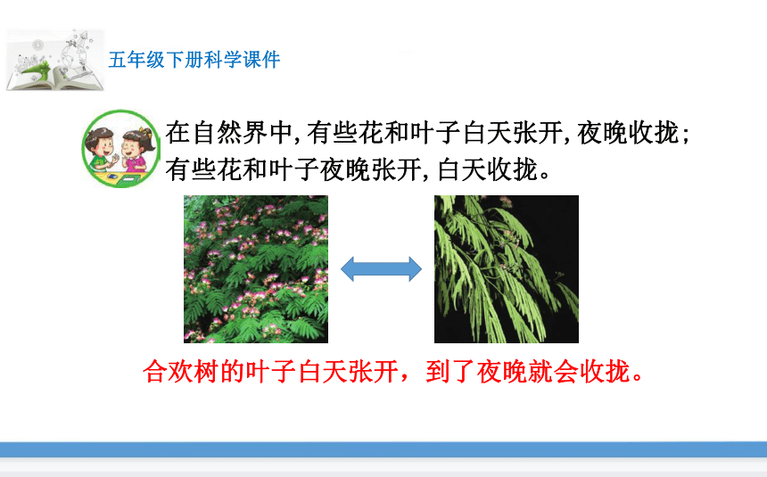 苏教版(2017版)科学五年级下册10.昼夜对植物的影响 课件(共17张PPT)