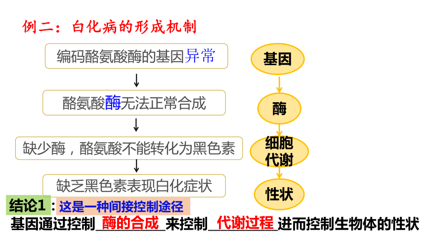 2020——2021学年高一下学期生物人教版必修2 4.2 基因对性状的控制  课件(共34张PPT)