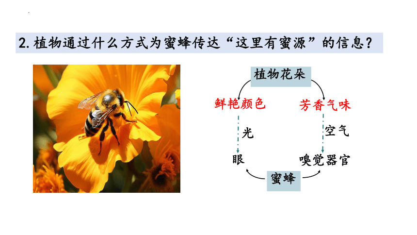 3.4生态系统的信息传递课件（共36张PPT)-人教版（2019）选择性必修2