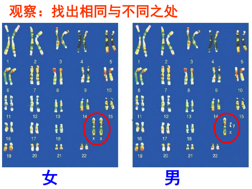 4.4.3人类染色体与性别决定 课件-（共40张PPT）